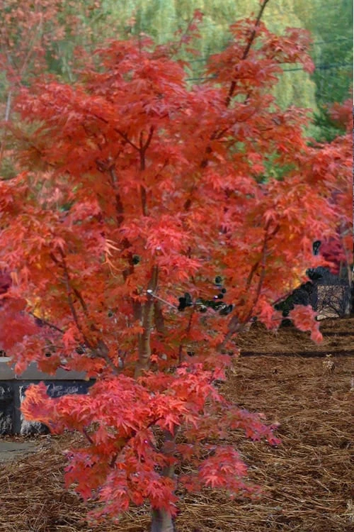 Lions Head Japanese Maple - Acer Palmatum 'Shishigashira' - 5 Gallon Pot - Image 6