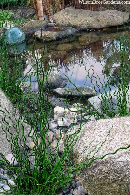 Big Twister Giant Corkscrew Rush (Juncus Effusus) - 1 Gallon Pot - Image 4