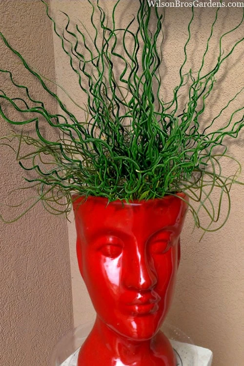 Big Twister Giant Corkscrew Rush (Juncus Effusus) - 1 Gallon Pot