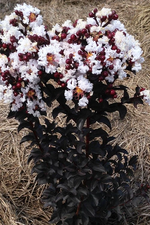 Ebony Glow Crape Myrtle - 3 Gallon Pot - Image 5