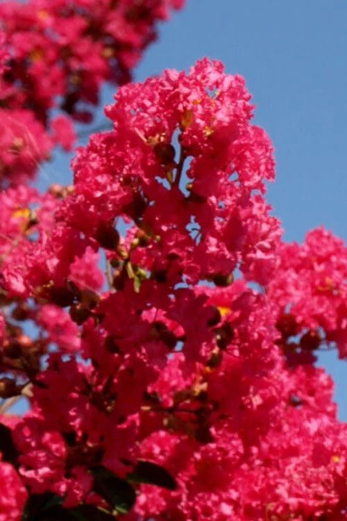 Tuskegee Crape Myrtle - 1 Gallon Pot - Image 4