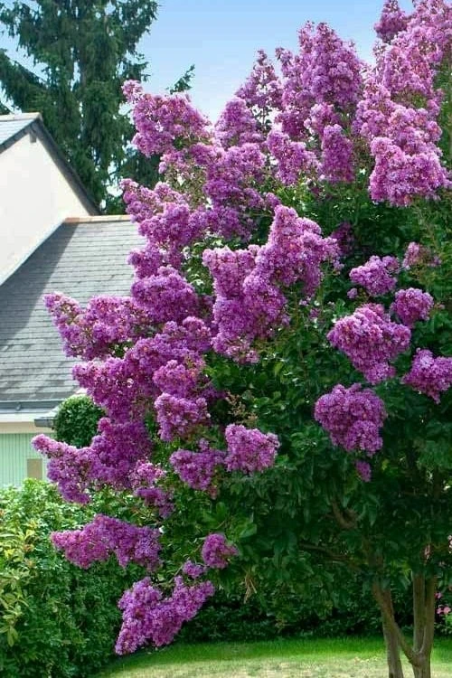 Twilight Purple Crape Myrtle - 3 Gallon Pot - Image 4