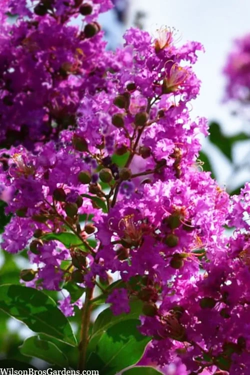 Twilight Purple Crape Myrtle - 7 Gallon Pot (5-6') - Image 7