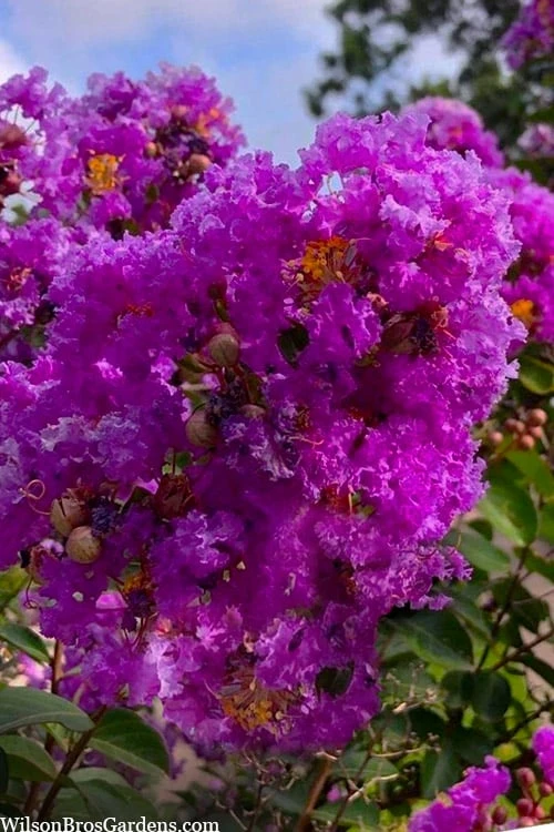 Twilight Purple Crape Myrtle - 6 Pack Of 1 Gallon Pots - Image 5