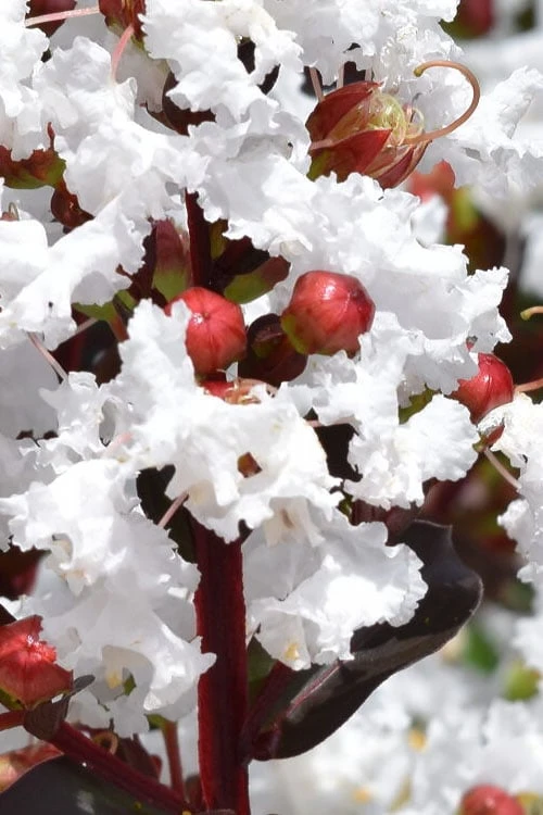 Lunar Magic Crape Myrtle Tree (Multi Trunk) - 3 Gallon Pot - Image 4