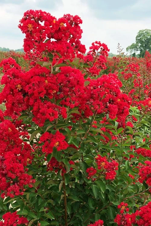 Ruffled Red Magic Crape Myrtle - 3 Gallon Pot - Image 4
