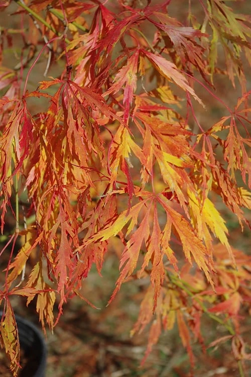 Otto's Dissectum Japanese Maple (Acer Palmatum) - 5 Gallon Pot - Image 6