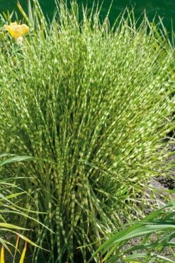 Gold Breeze Zebra Grass (Miscanthus) - 1 Gallon Pot
