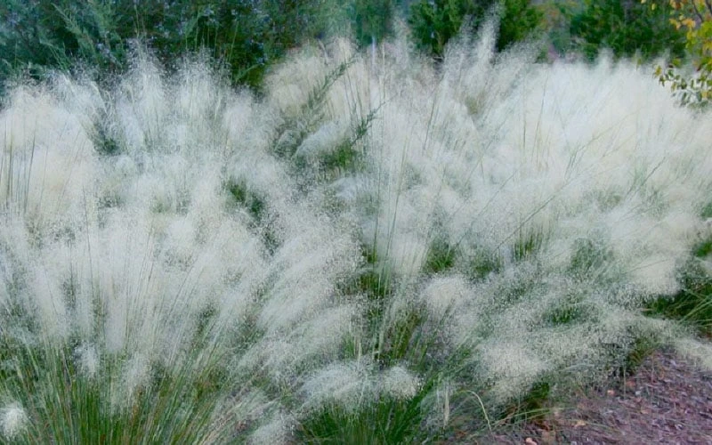 White Cloud Muhly Grass - 1 Gallon Pot - Image 6