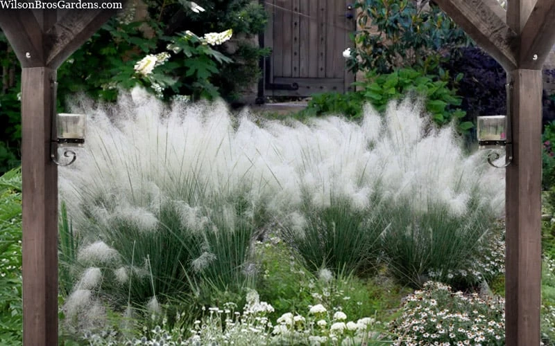 White Cloud Muhly Grass - 1 Gallon Pot - Image 4