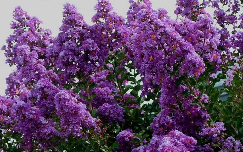 Twilight Purple Crape Myrtle - 7 Gallon Pot (5-6') - Image 5