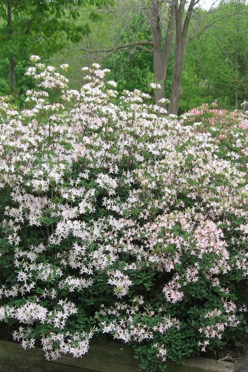 Coastal Azalea (Rhododendron Atlanticum) - 3 Gallon Pot - Image 4