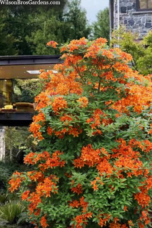 Golden Eagle Azalea (Rhododendron) - 3 Gallon Pot - Image 4