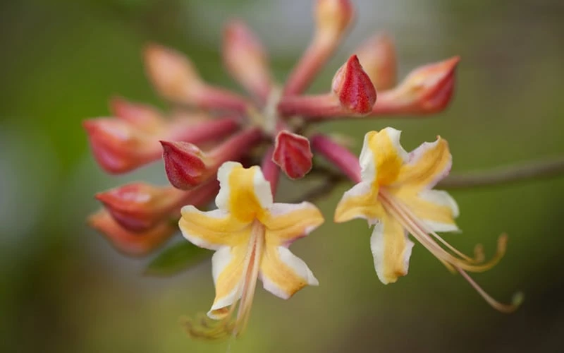 Millie Mac Native Azalea (Rhododendron) - 3 Gallon Pot - Image 6