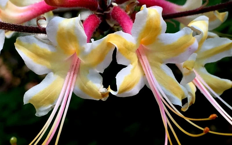 Millie Mac Native Azalea (Rhododendron) - 3 Gallon Pot - Image 4