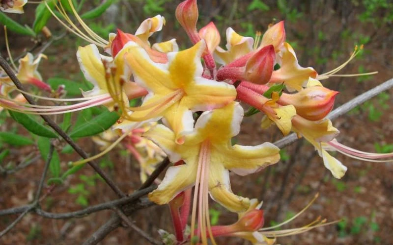 Millie Mac Native Azalea (Rhododendron) - 3 Gallon Pot - Image 5